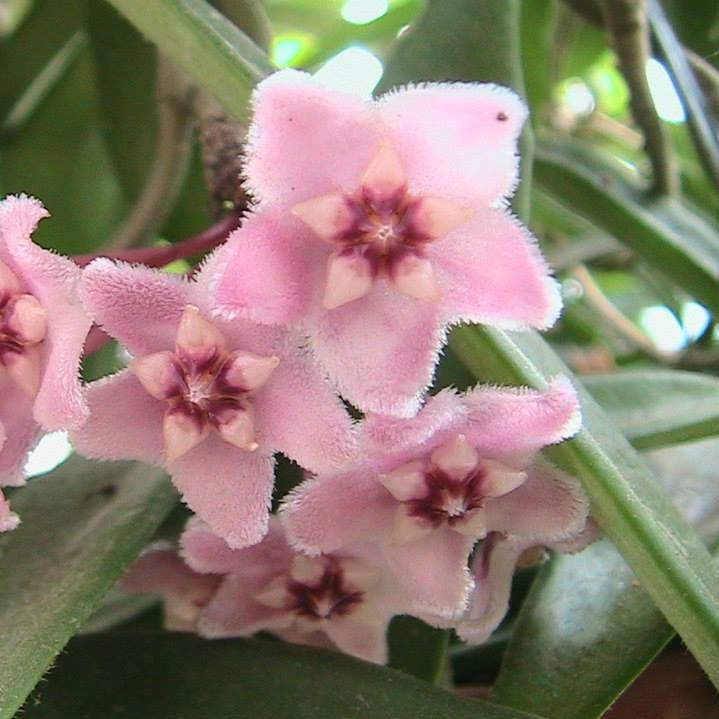  Hoya Minibelle Plant