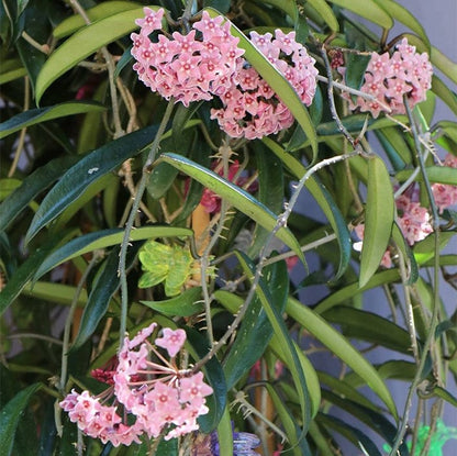  Hoya Minibelle Plant