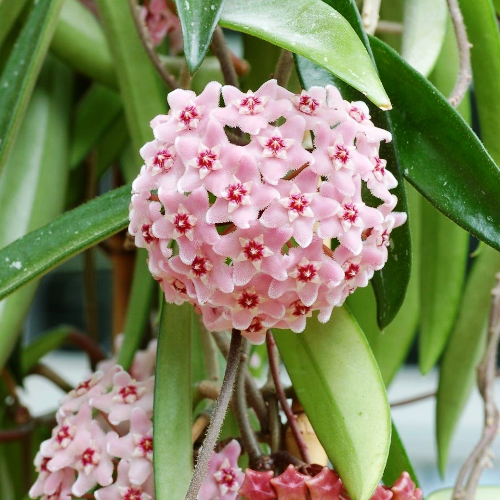  Hoya Minibelle Plant