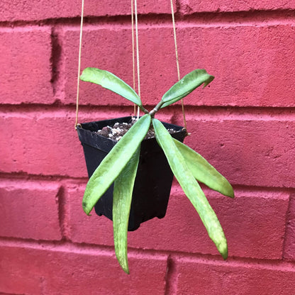  Hoya Minibelle Plant