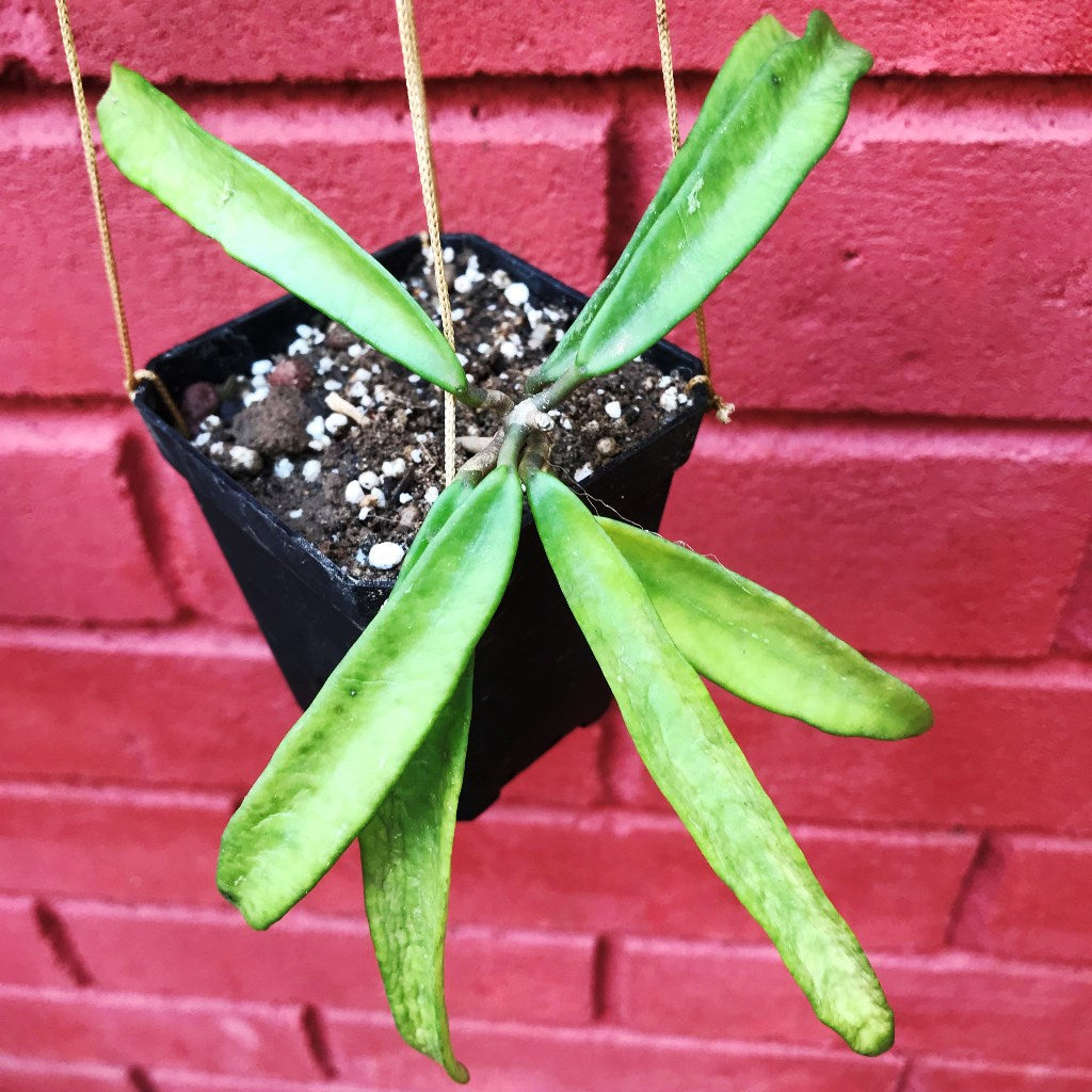  Hoya Minibelle Plant