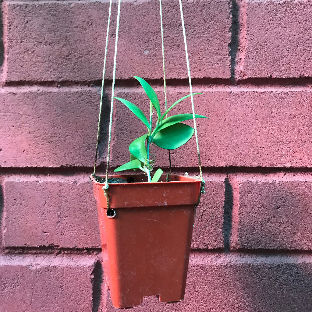  Hoya Myrmecopa Purple Plant
