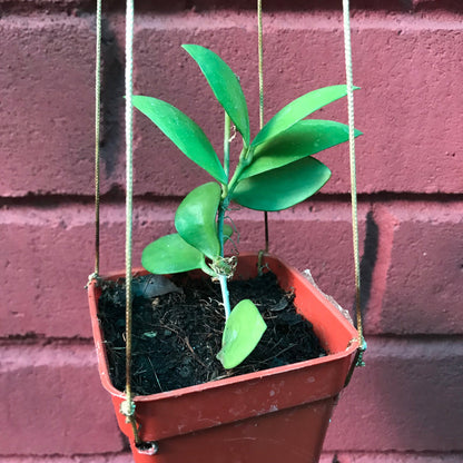  Hoya Myrmecopa Purple Plant