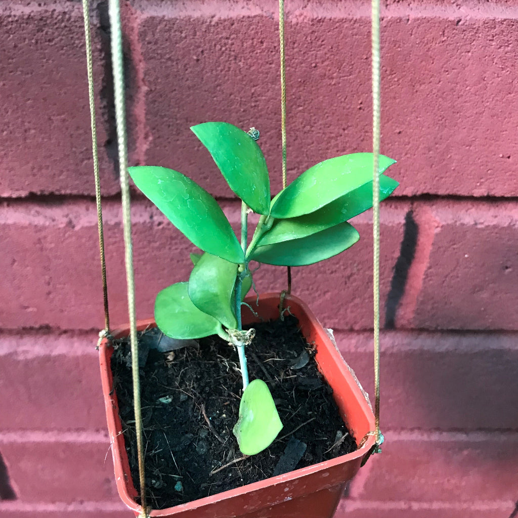  Hoya Myrmecopa Purple Plant