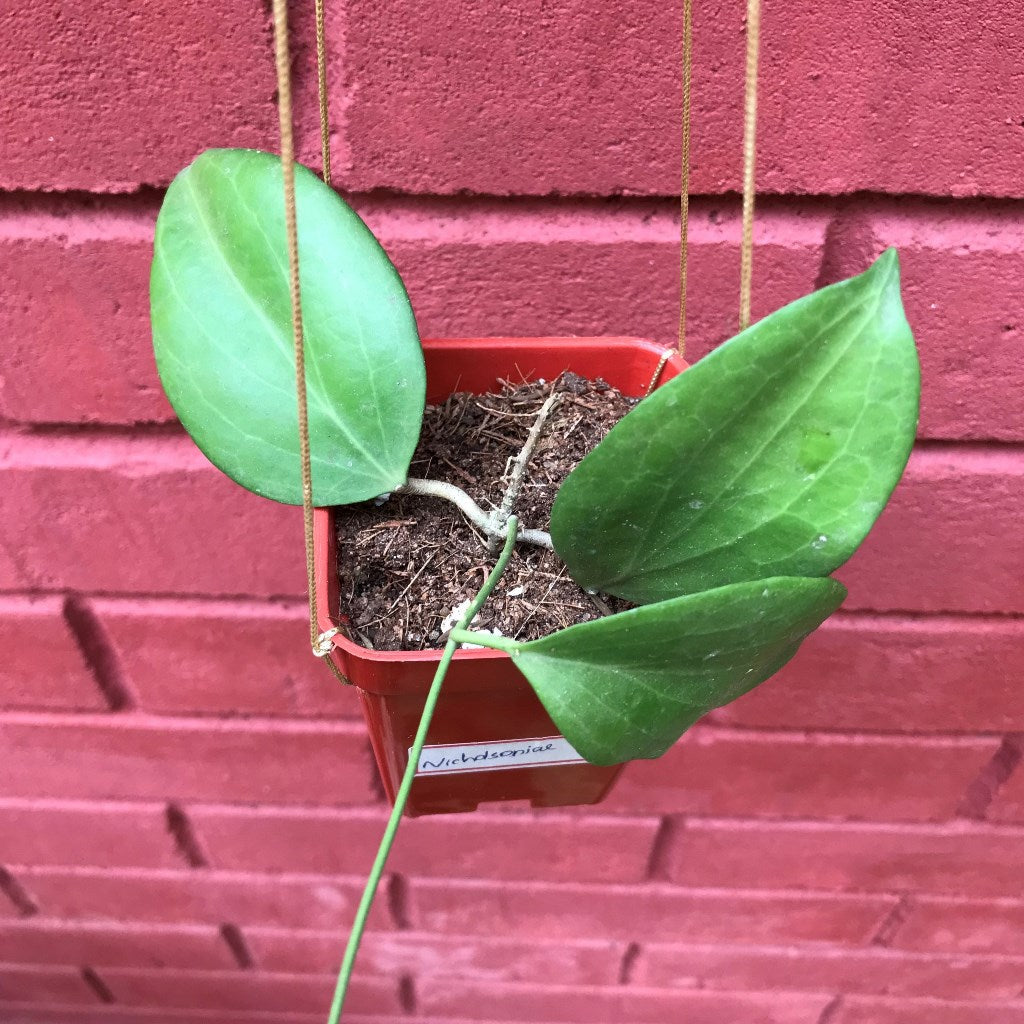  Hoya Nicholsoniae Plant