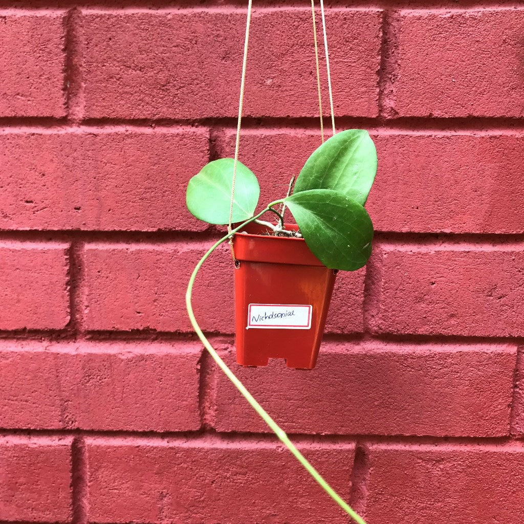  Hoya Nicholsoniae Plant
