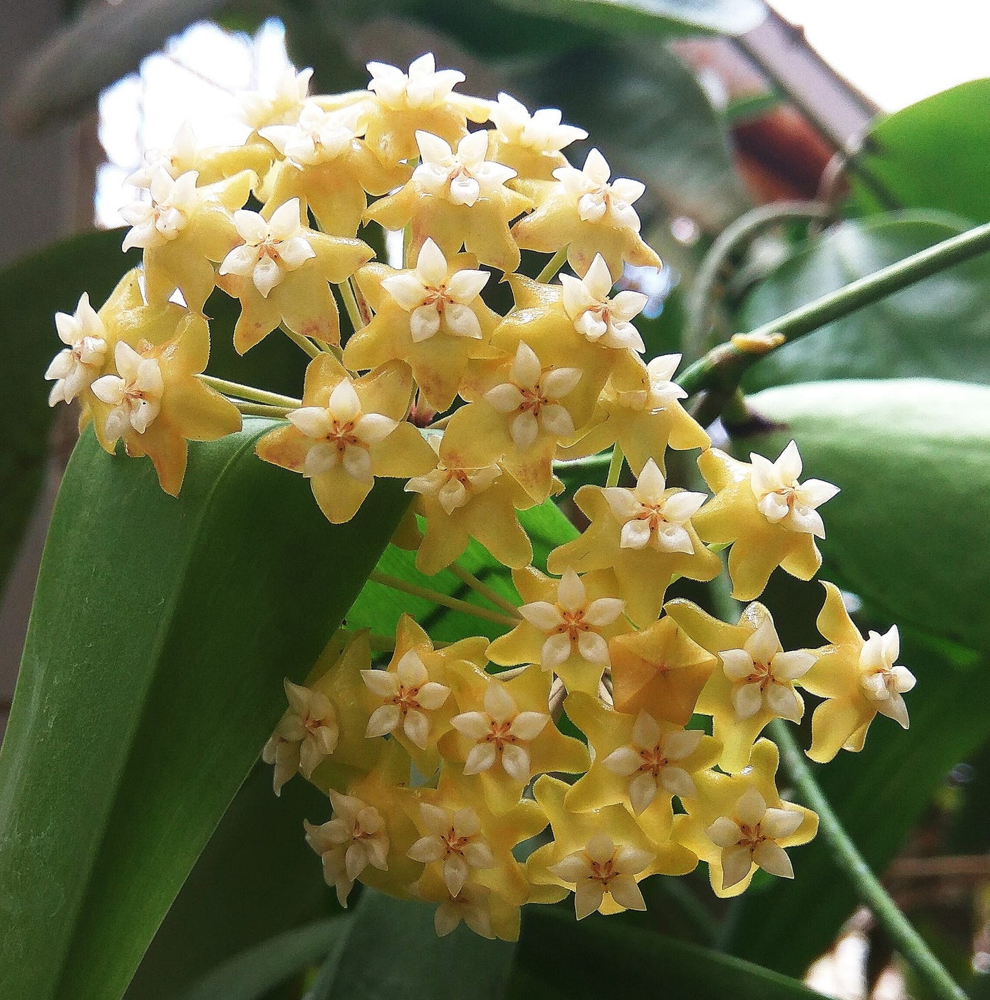  Hoya Nicholsoniae Plant