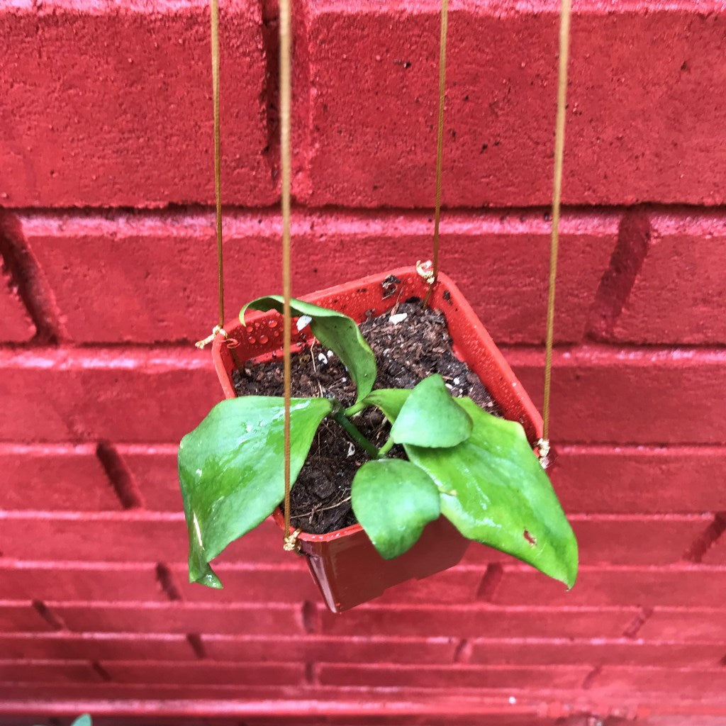 Hoya Oblongata Plant
