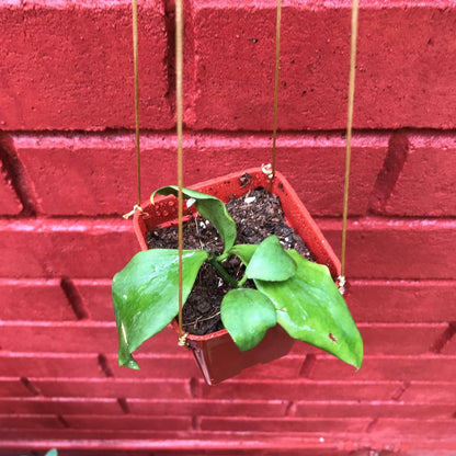  Hoya Oblongata Plant