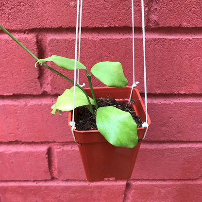  Hoya Oblongata Plant