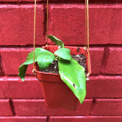  Hoya Oblongata Plant
