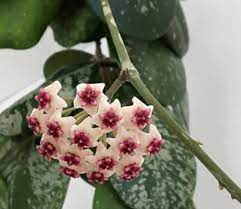  Hoya Obovata Splash Plant