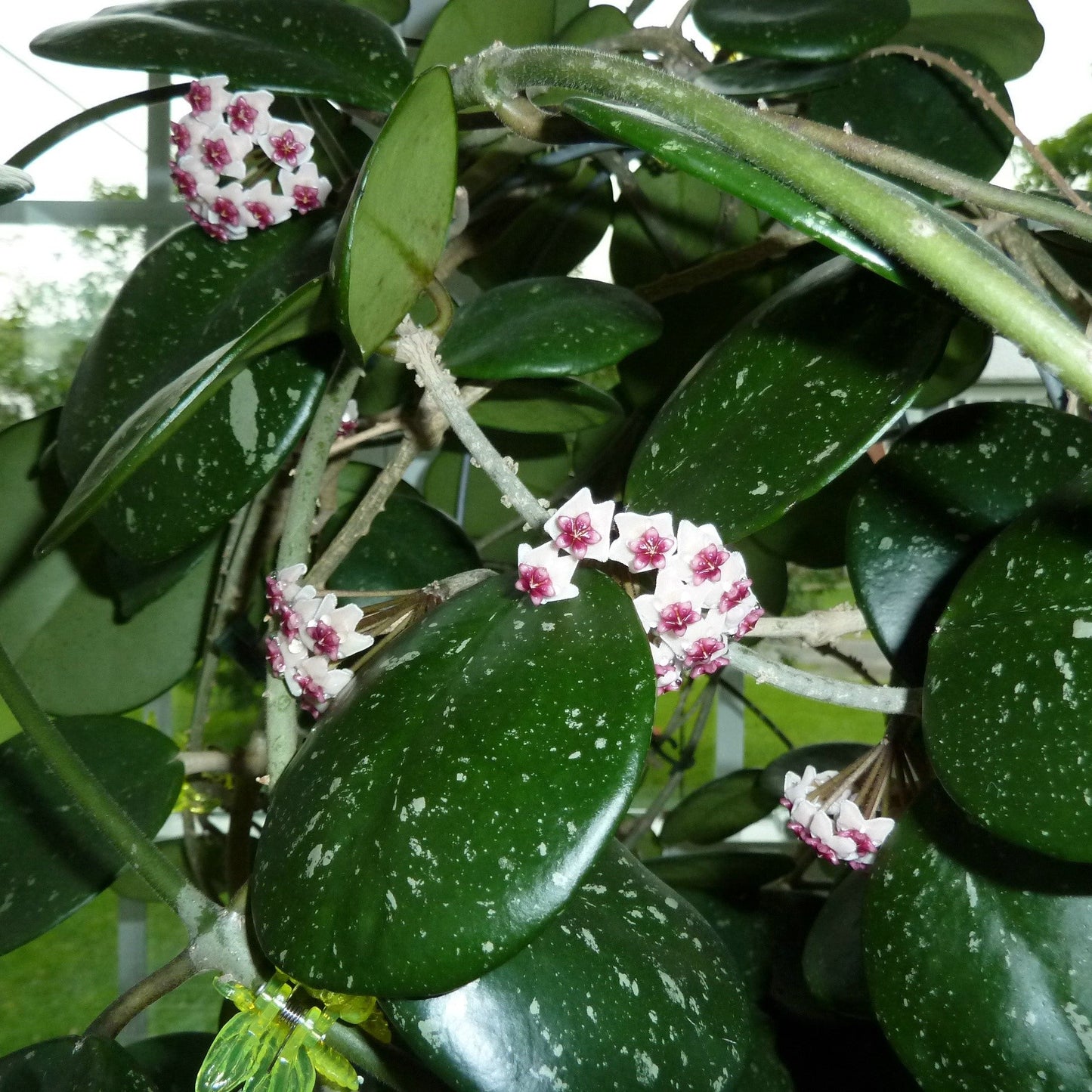  Hoya Obovata Splash Plant