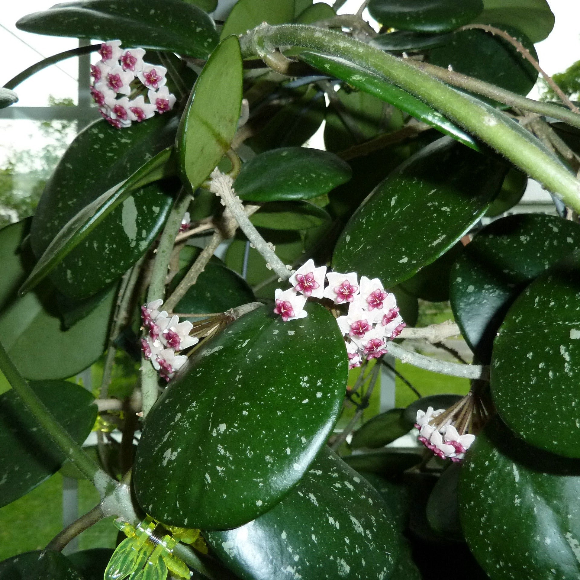  Hoya Obovata Splash Plant