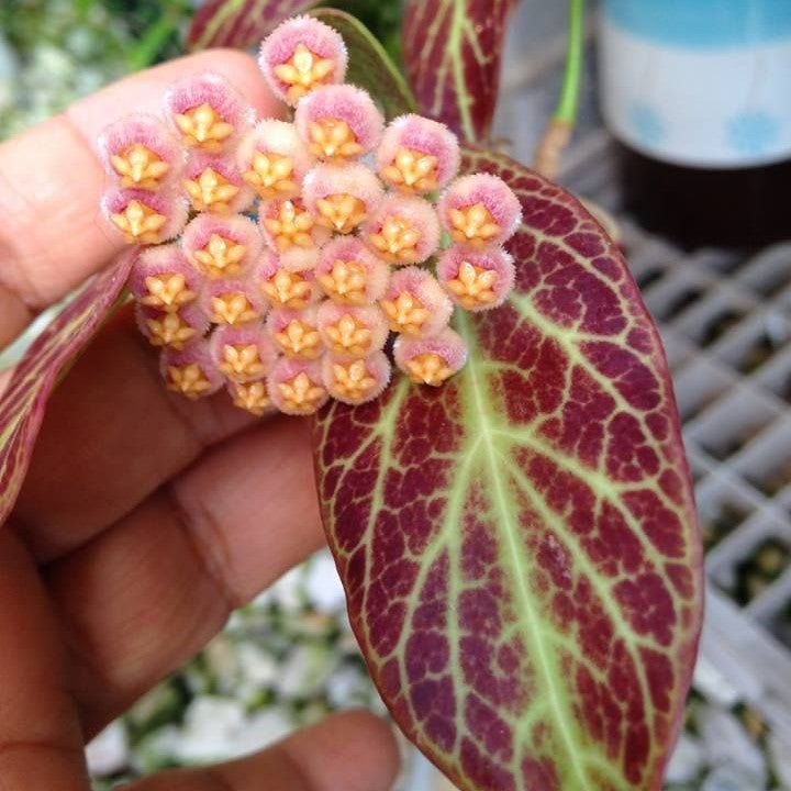  Hoya Obscura Sunrise Plant
