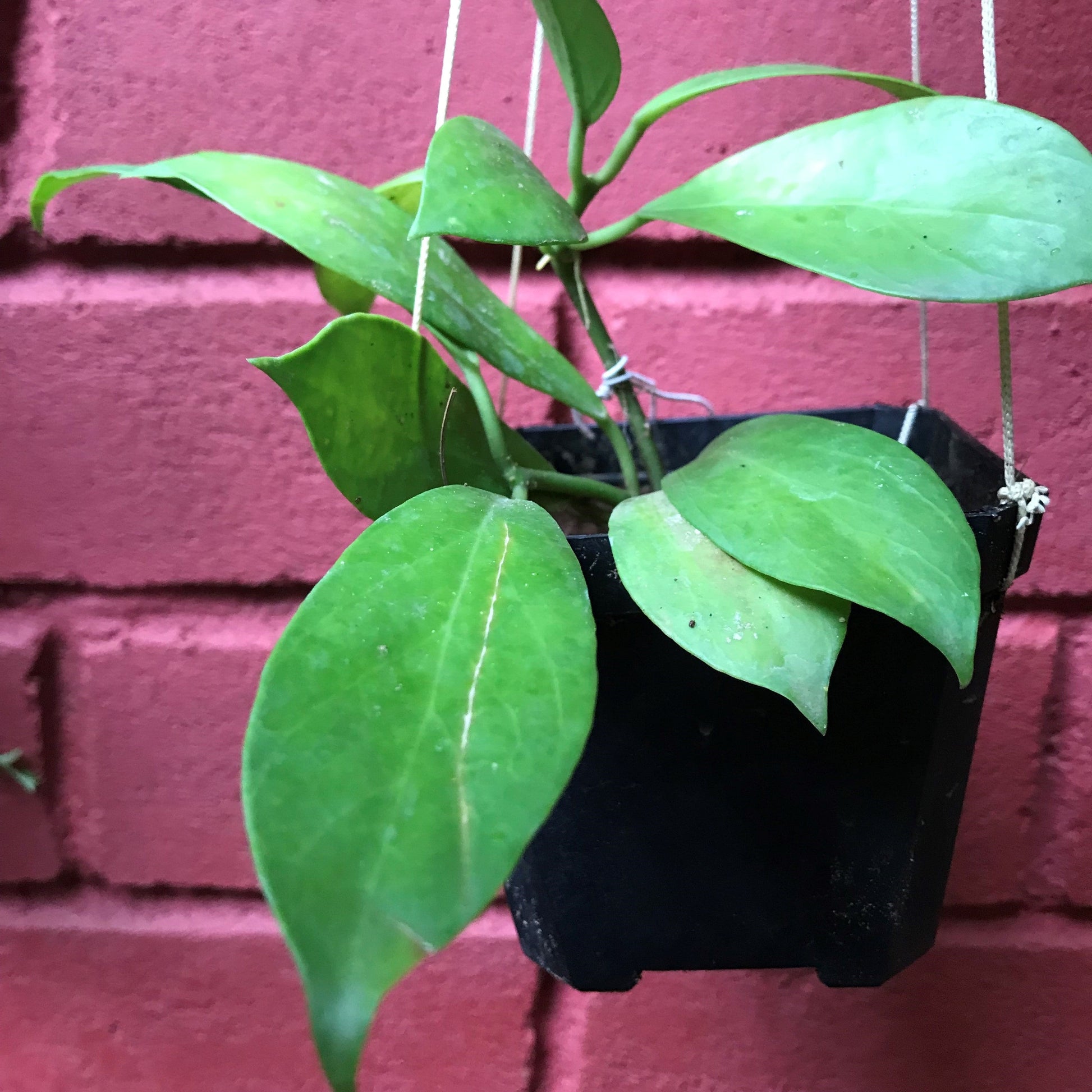  Hoya Obscura Sunrise Plant