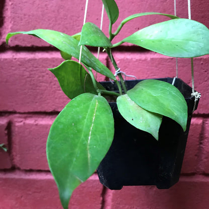  Hoya Obscura Sunrise Plant