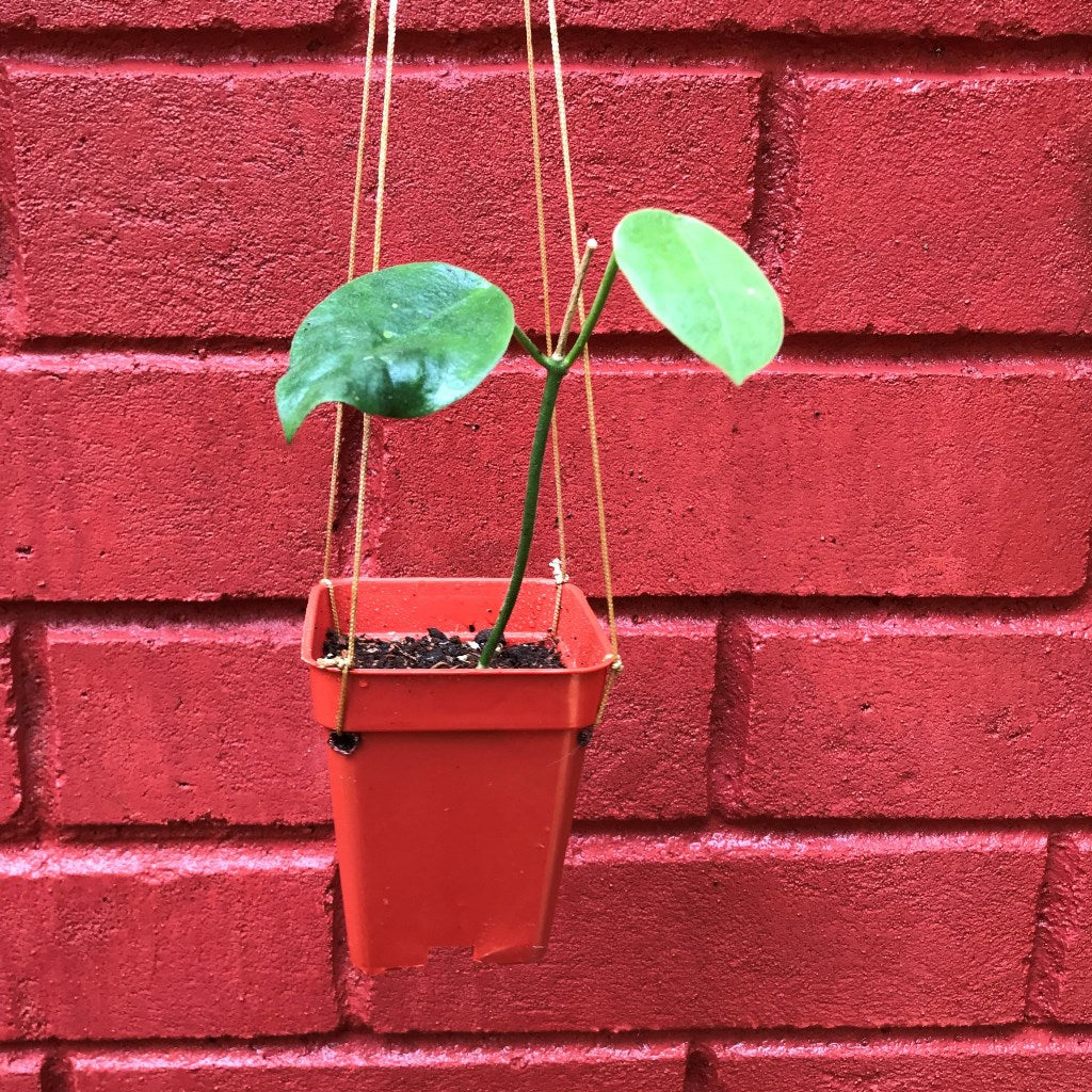  Hoya Obtusifolioides 'Apple Green' Plant