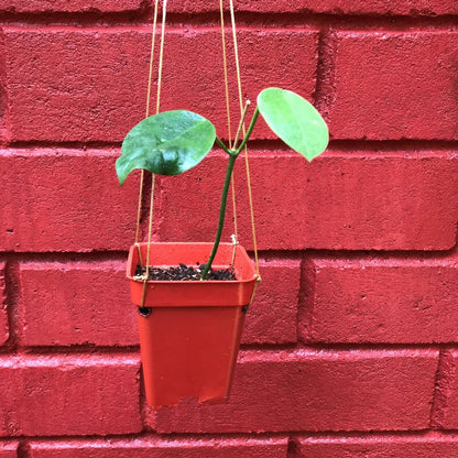  Hoya Obtusifolioides 'Apple Green' Plant