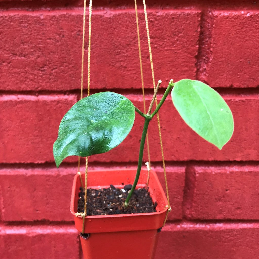  Hoya Obtusifolioides 'Apple Green' Plant
