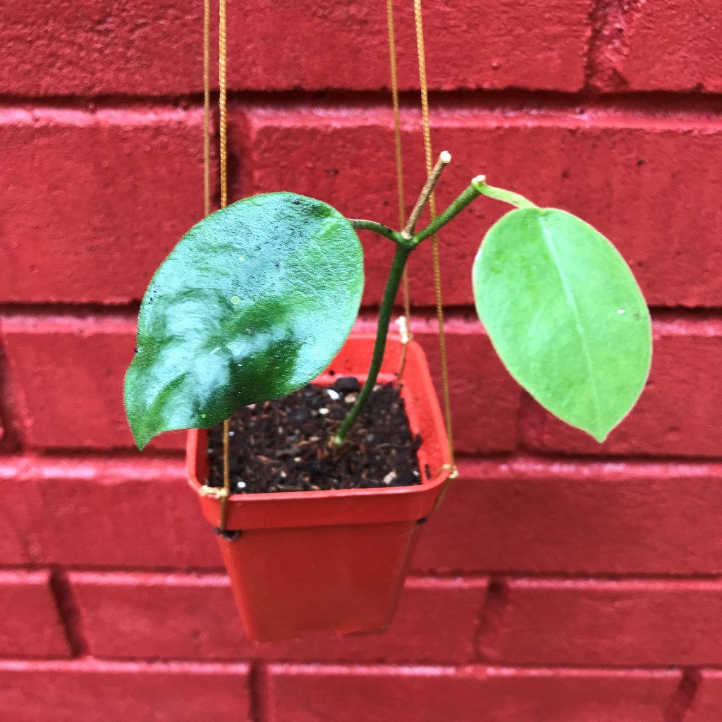  Hoya Obtusifolioides 'Apple Green' Plant