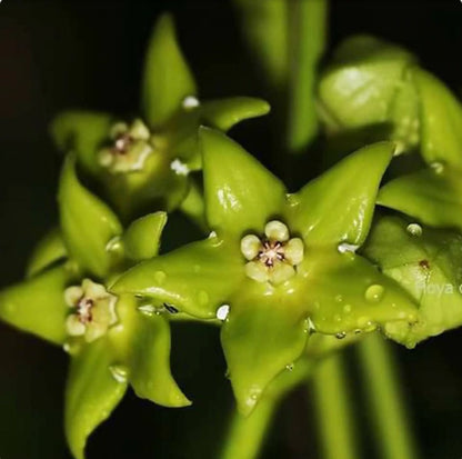  Hoya Obtusifolioides 'Apple Green' Plant