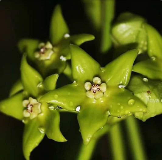  Hoya Obtusifolioides 'Apple Green' Plant