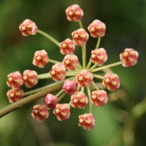  Hoya Pallilimba Plant