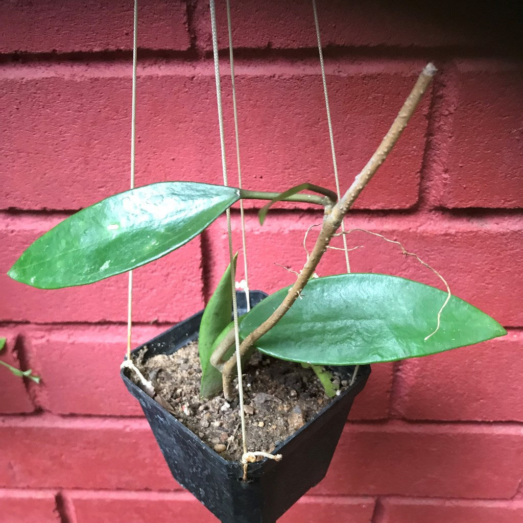  Hoya Parasitica Green Plant