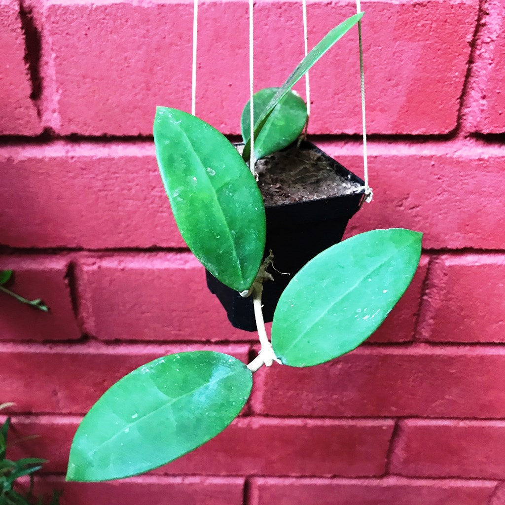  Hoya Parasitica Pink Plant