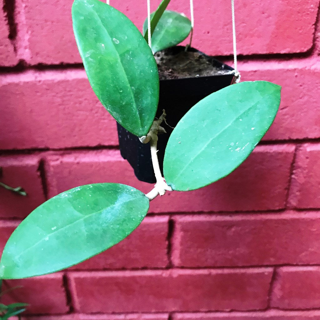  Hoya Parasitica Pink Plant