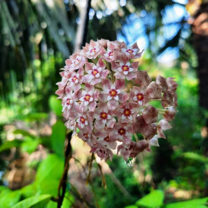  Hoya Parasitica Pink Plant