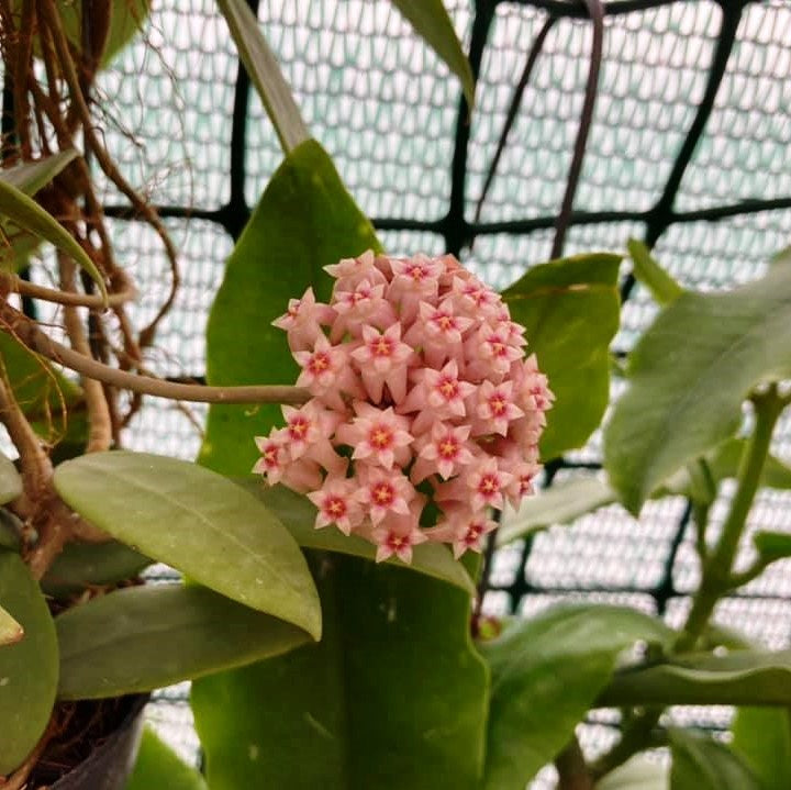  Hoya Parasitica Pink Plant