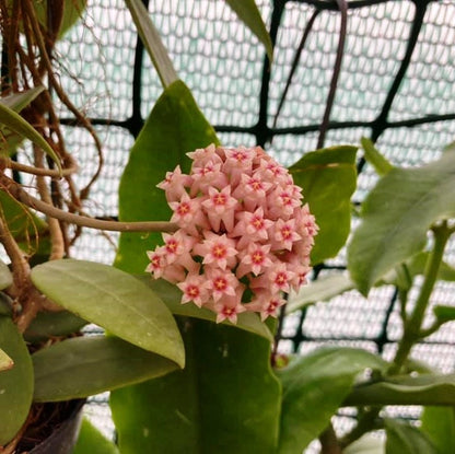  Hoya Parasitica Pink Plant