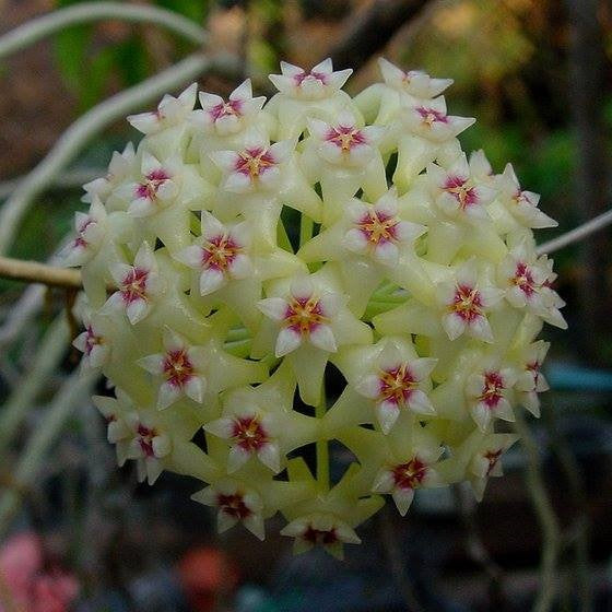  Hoya Parasitica Green Plant