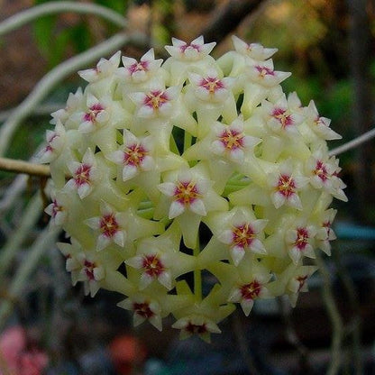  Hoya Parasitica Green Plant