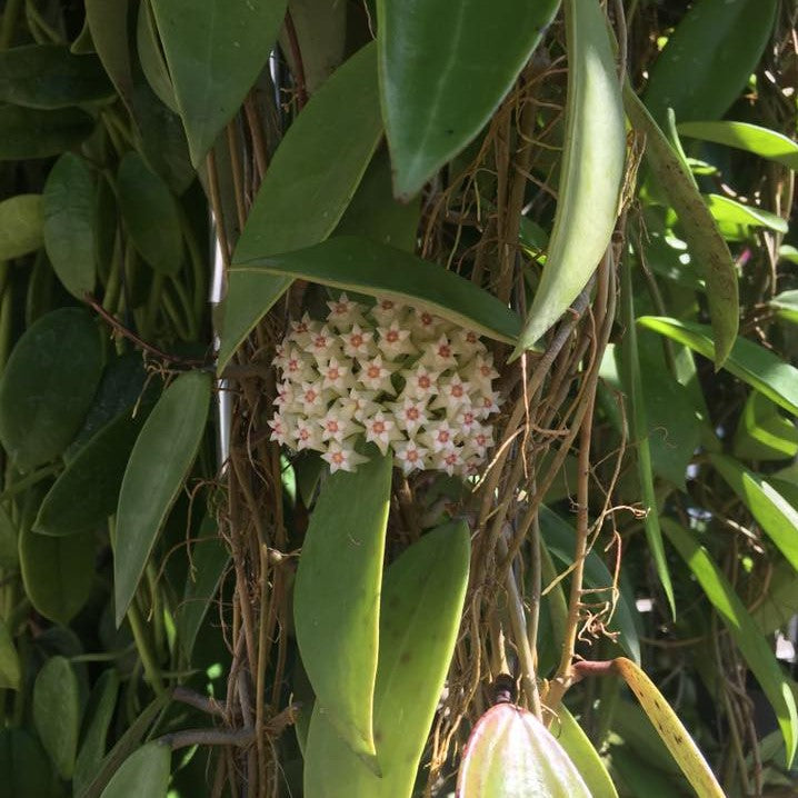  Hoya Parasitica Green Plant