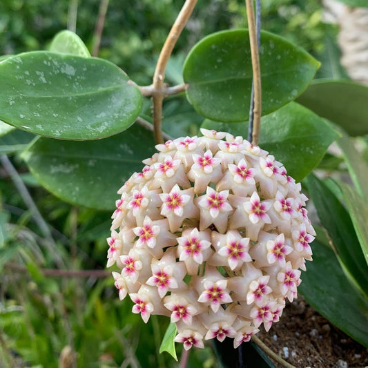  Hoya Parasitica Heart Splash Plant