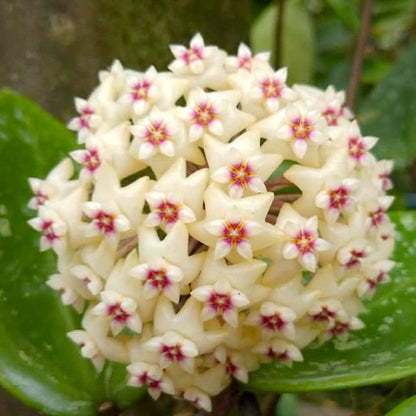  Hoya Parasitica Heart Splash Plant