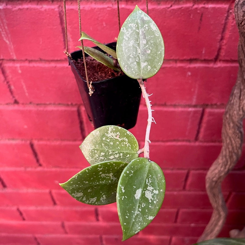 Hoya Parasitica Heart Splash Plant