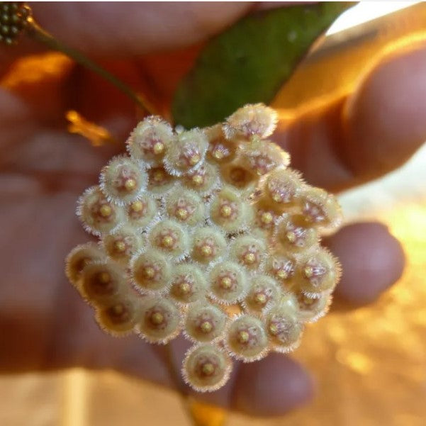  Hoya Parviflora Plant