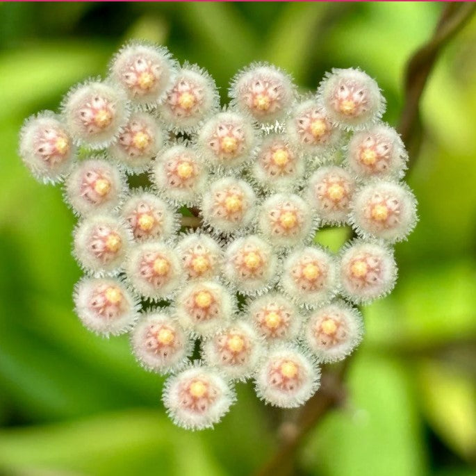  Hoya Parviflora Plant