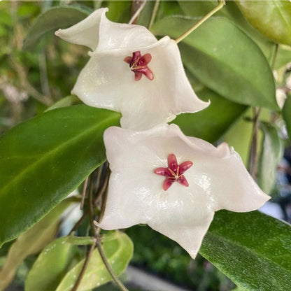  Hoya Patella White Plant