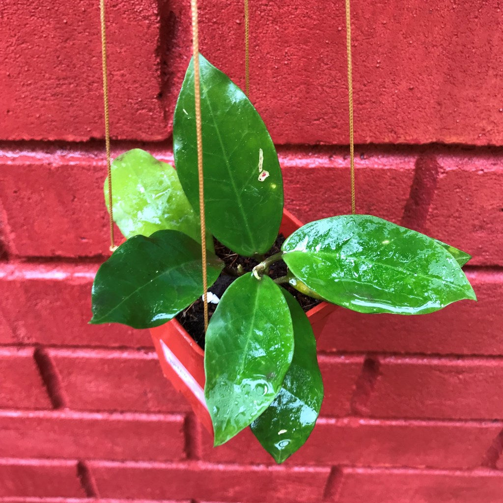  Hoya Patricia Plant
