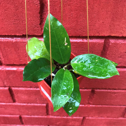  Hoya Patricia Plant