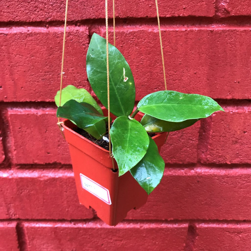  Hoya Patricia Plant