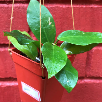  Hoya Patricia Plant
