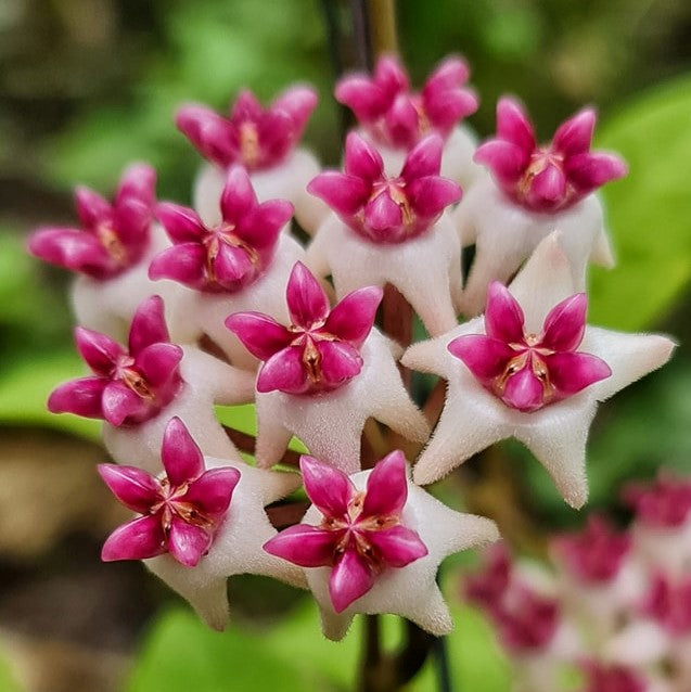 Hoya Patricia Plant