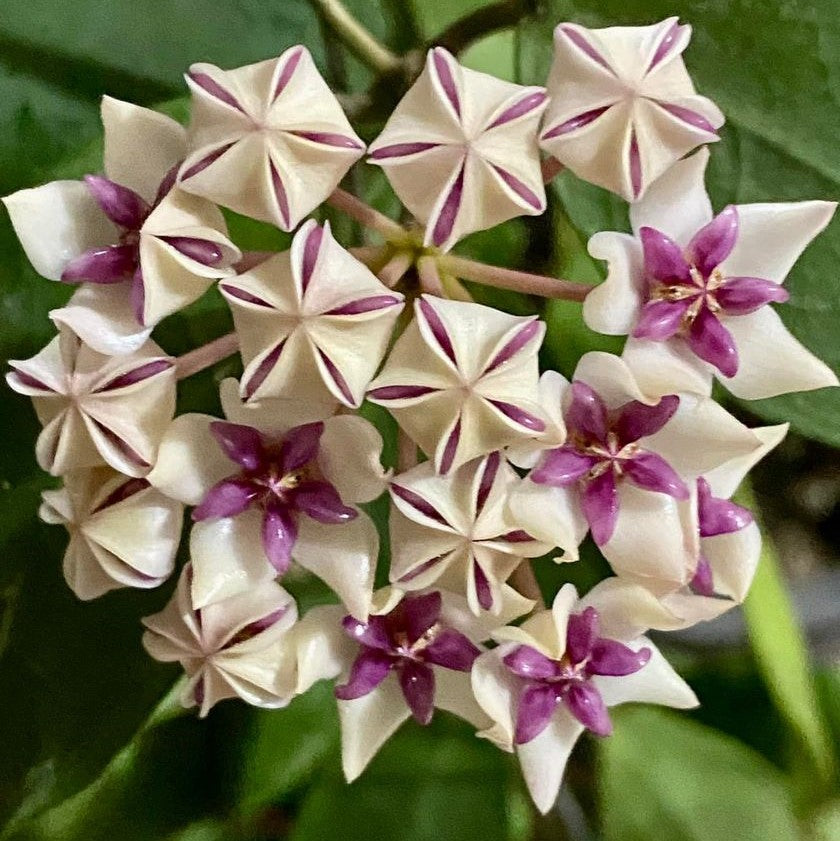  Hoya Patricia Plant