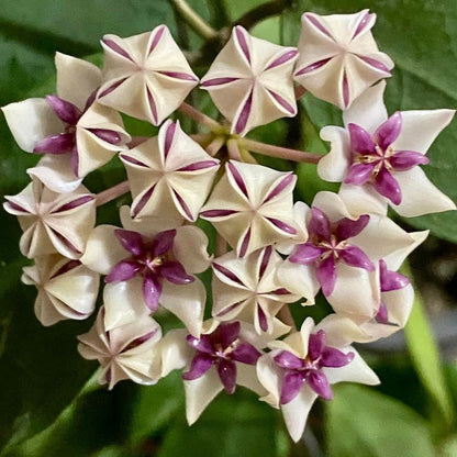  Hoya Patricia Plant